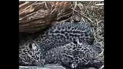 leopard_babies