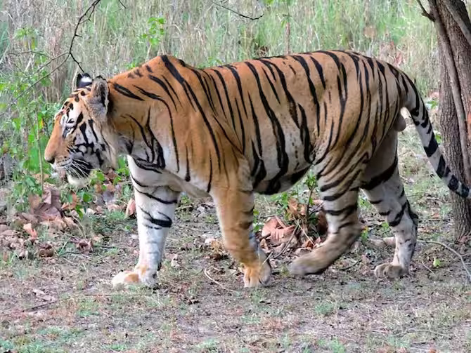 Uttarakhand_tiger_attack