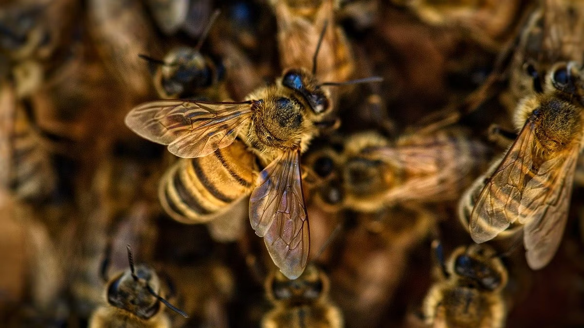 bees_attack_in_haldwani